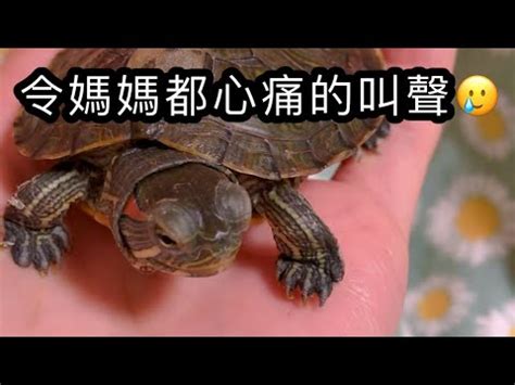 烏龜心情|烏龜真的會笑？揭秘